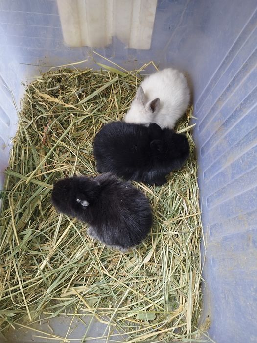 Кролики декоративные