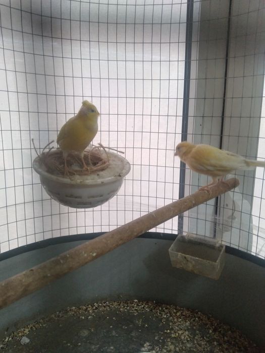 Канарейка сотилади