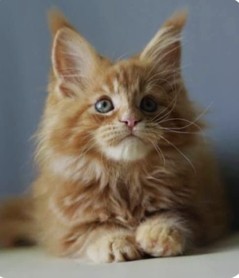Котята Мейн кун