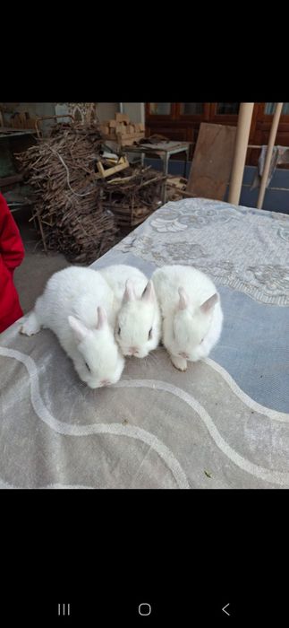 quyon  bolalari  sotiladi