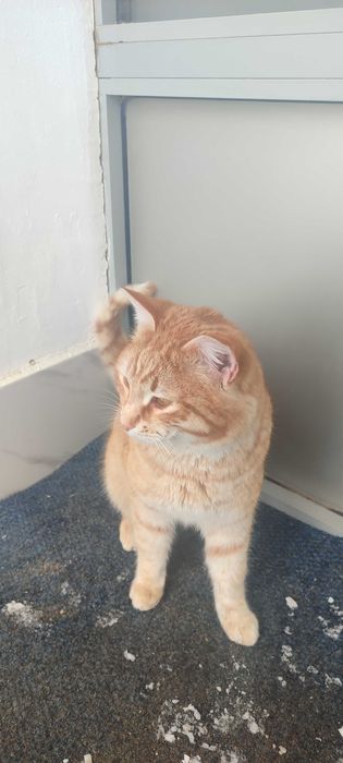 Кот ищет добрые руки