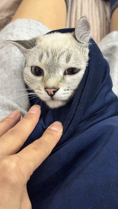 Отдам котенка с приданным