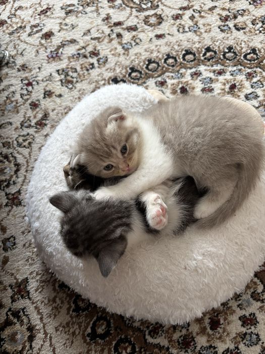 Продам котят к 8 марта.