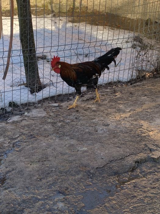 Vand cocosi rasa italiana potarnichie