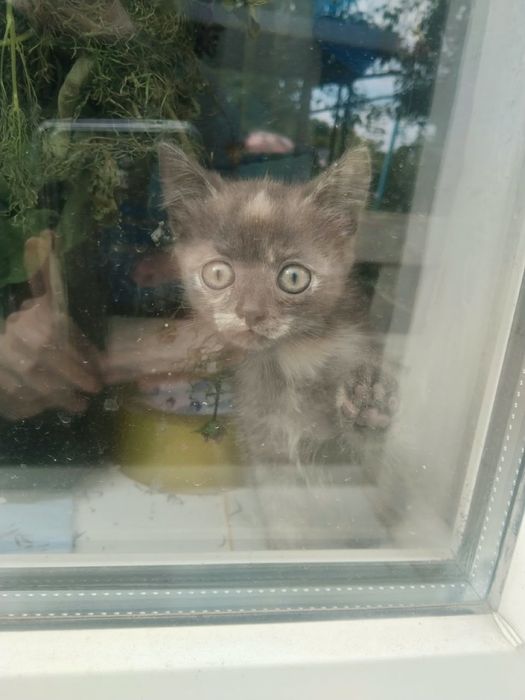 Котенок в добрые руки