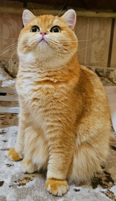 Privaznoy Zalataya Shinshilla tozza Ny_12

Порода : BRI Золотая

ш