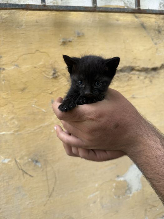Ищем дом для ласковых котят