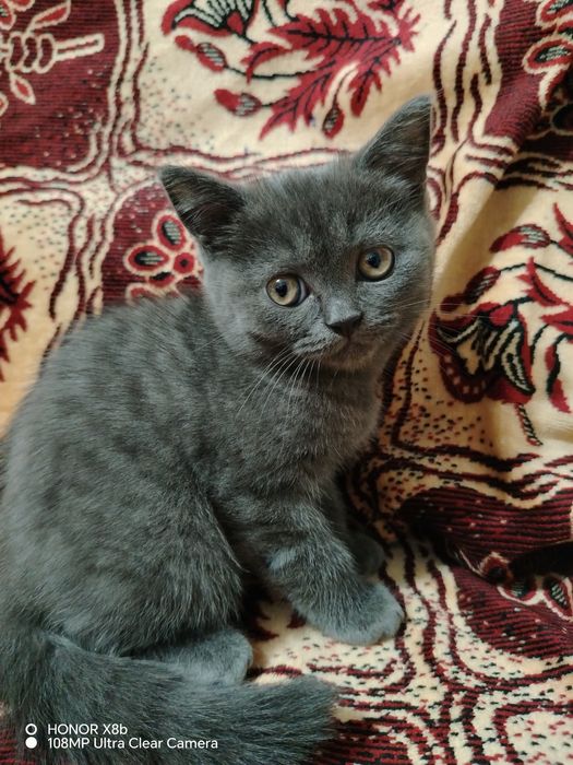 Продам котёнка британец