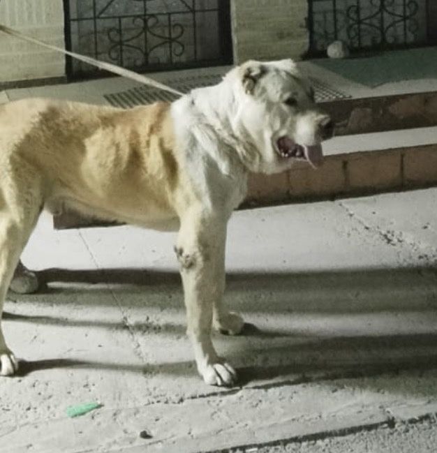 Алабай Ит жоғалды!