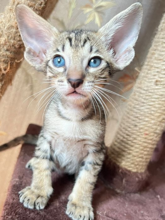 Ориентальные котята