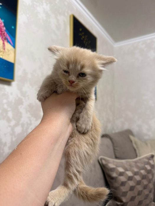 Шотландские котята