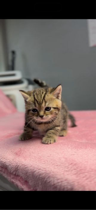 Котята породистые мама британка папа шиншила серебристая