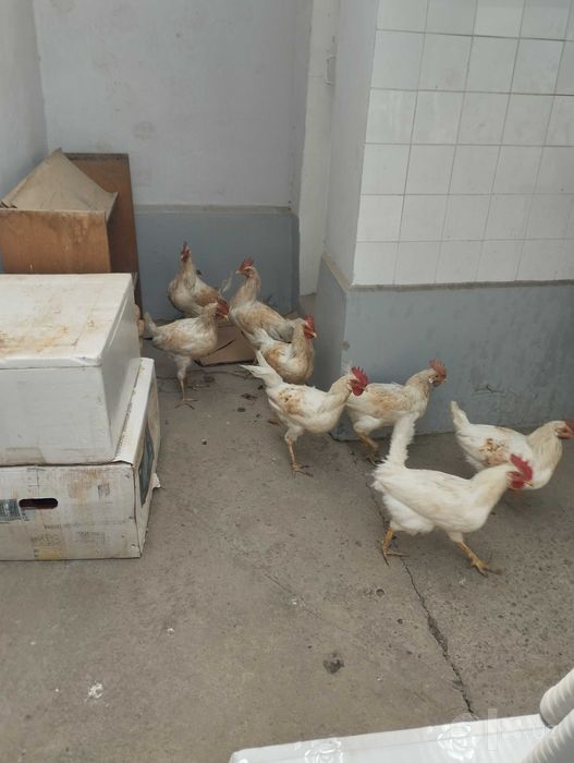 Xoʻrozlar soni 11 dona yosh