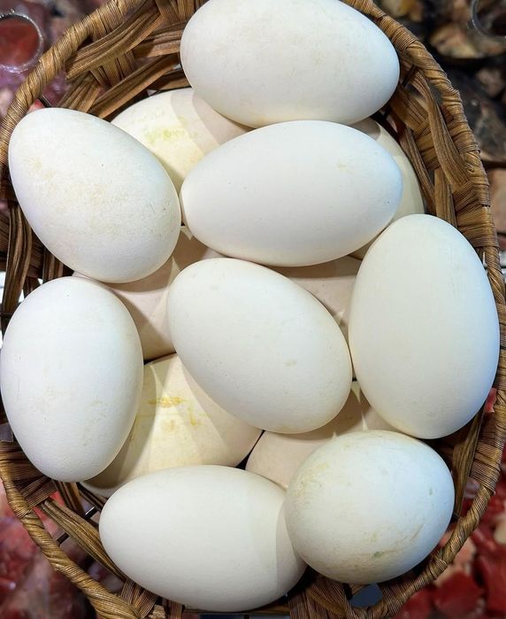 Яйцо гусиная жумыртка каздын