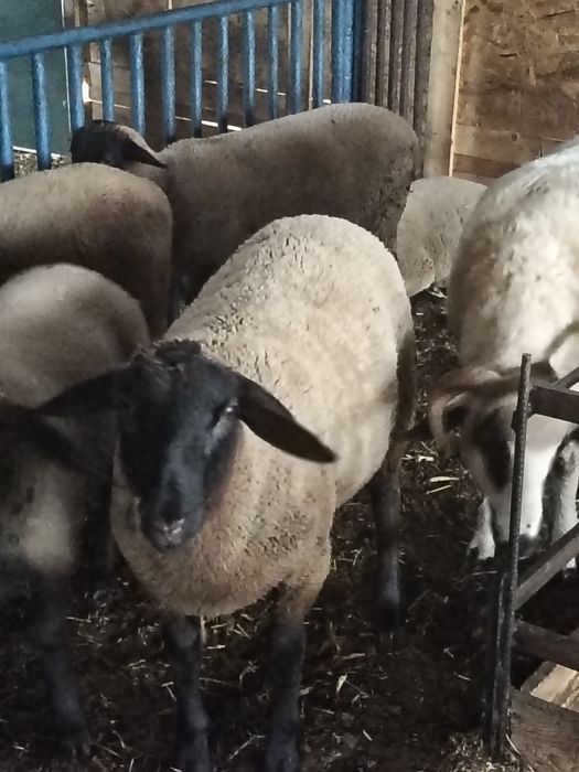 Suffolk miele și berbec