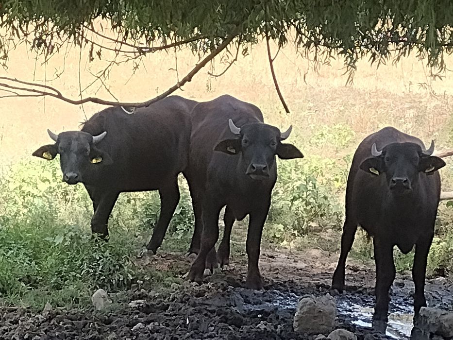 Bivoli de vanzare