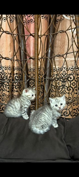 Котята шотландские девочки и мальчики
