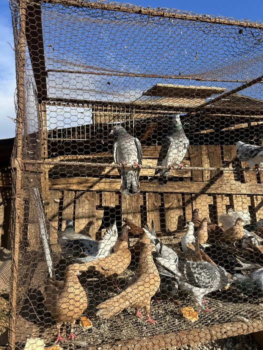 Jucatori pana simpla si voltati