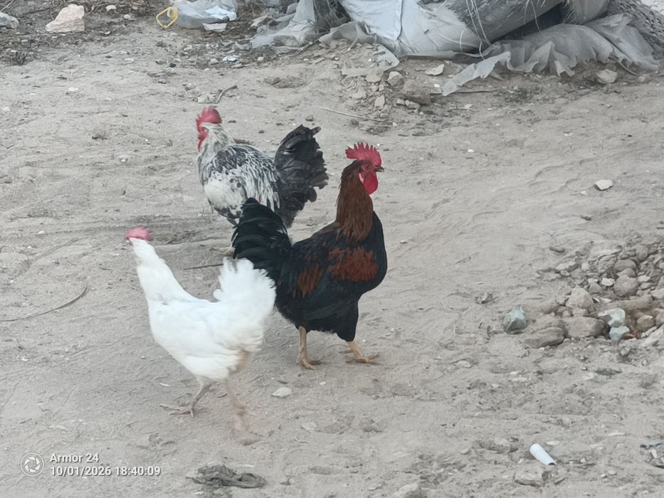 Қораз Сатылады Ақшұқыр