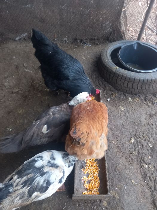 Куры несушки продам