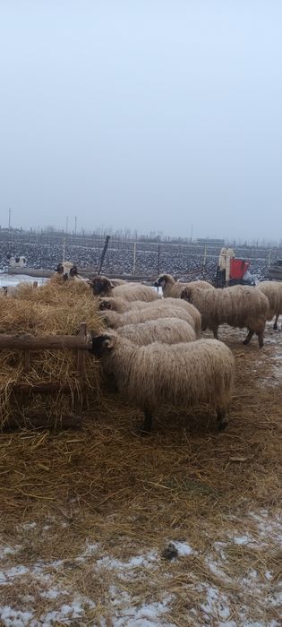 Vand mioare  de anul trecut