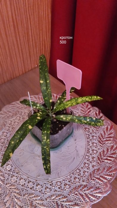 Предлагаю цветы комнатные.