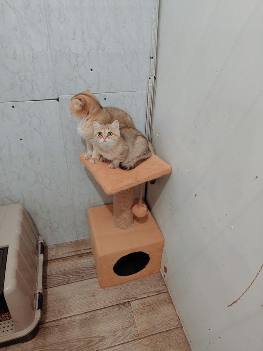 Котята золотые шиншиллы