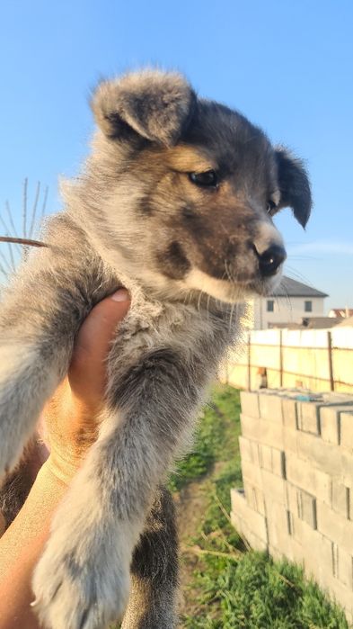 Отдам в добрые руки