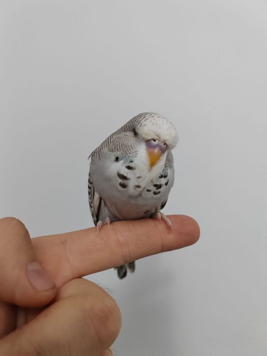 Peruși standard (pui, adulți)