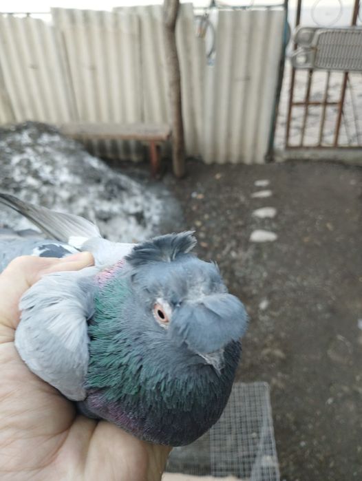 Продам самца сизы