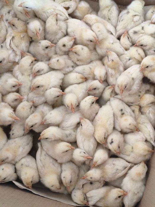 Ок рус товук жужалар минорка жужалари бор