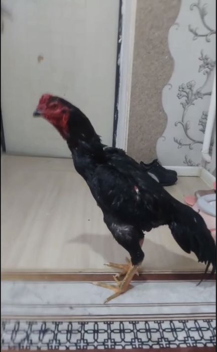 Дакан қораз апрельский қораз сатлады