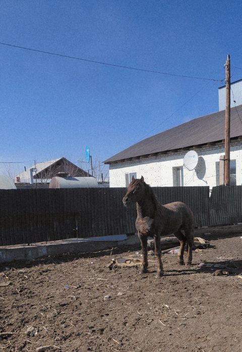 Айғырлыққа сатылады