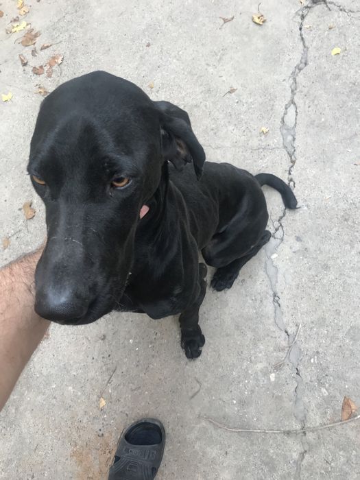 Кобель курцхар на случку