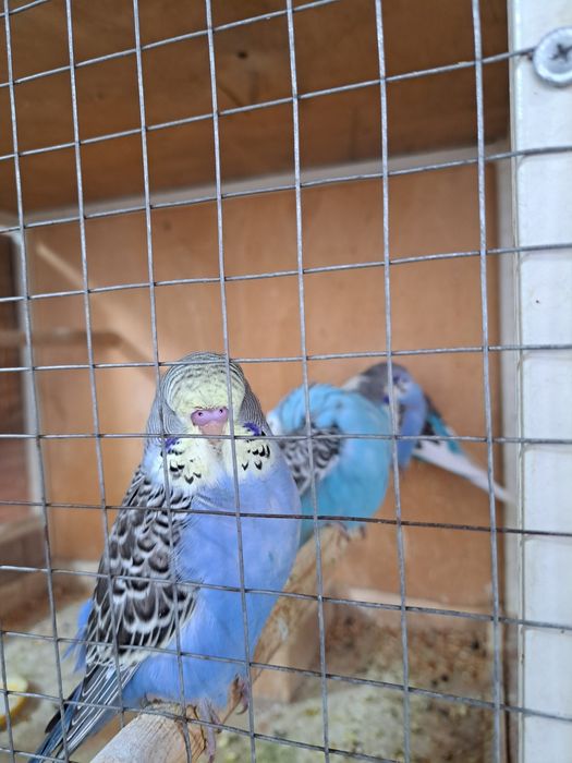 Выставочные попугаи