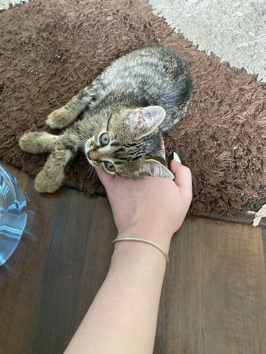 Pet sitter | cazare catelusi si pisicute