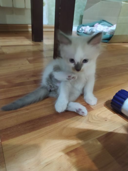 Отдам котят в хорошие руки