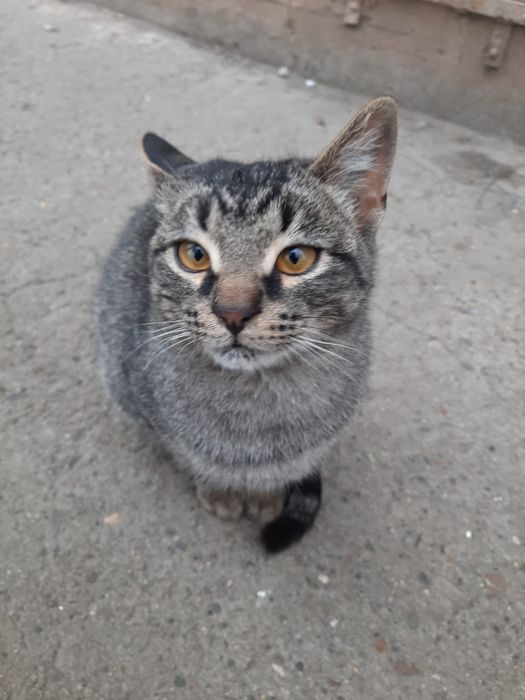 Ищем семью котику