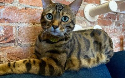 Передежка домашняя кошек