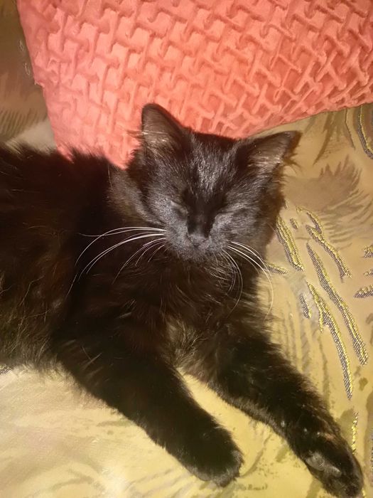 Красивая, молодая кошечка ищет новый дом.