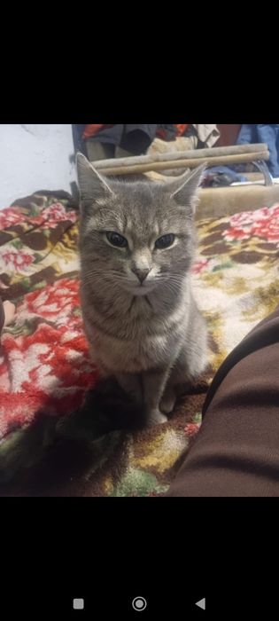 Кошечка  в добрые руки