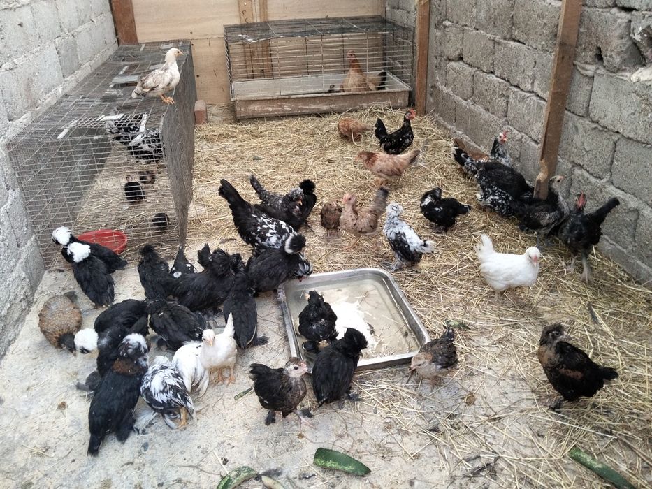 Pui de rasa struma bantam