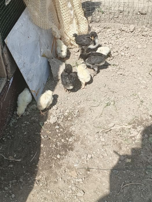 Продам цыплят австерлоп