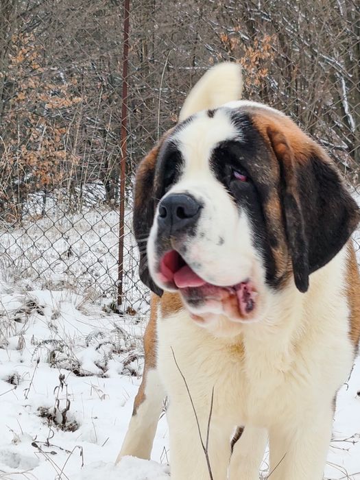 Femela de Saint Bernard cu Pedigree