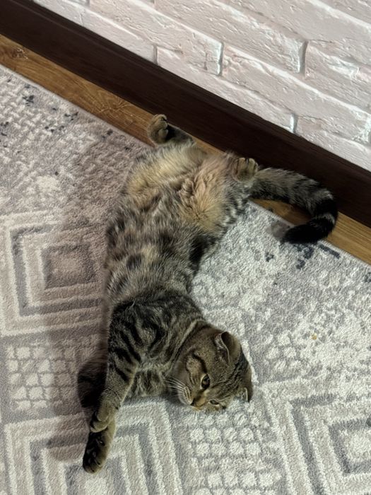 Вислоухий скоттиш фолд