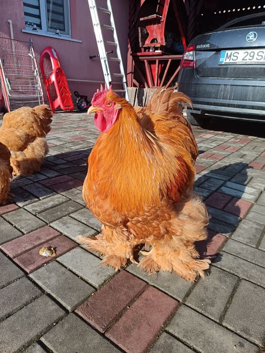 Familie gaini cochinchina