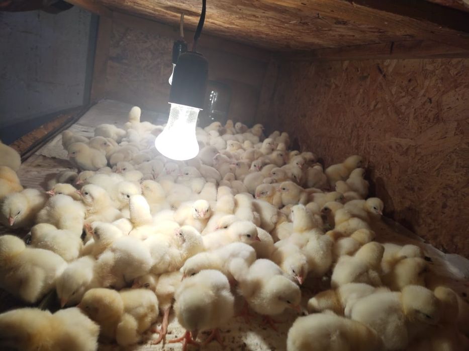 Бройлерные цыплята