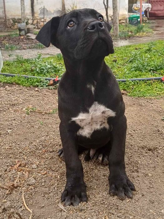 Кане корсо страхотно куче.