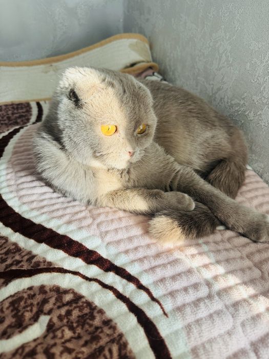 кошка породистая