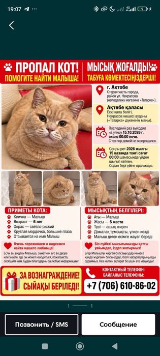 Пропал кот в старой части